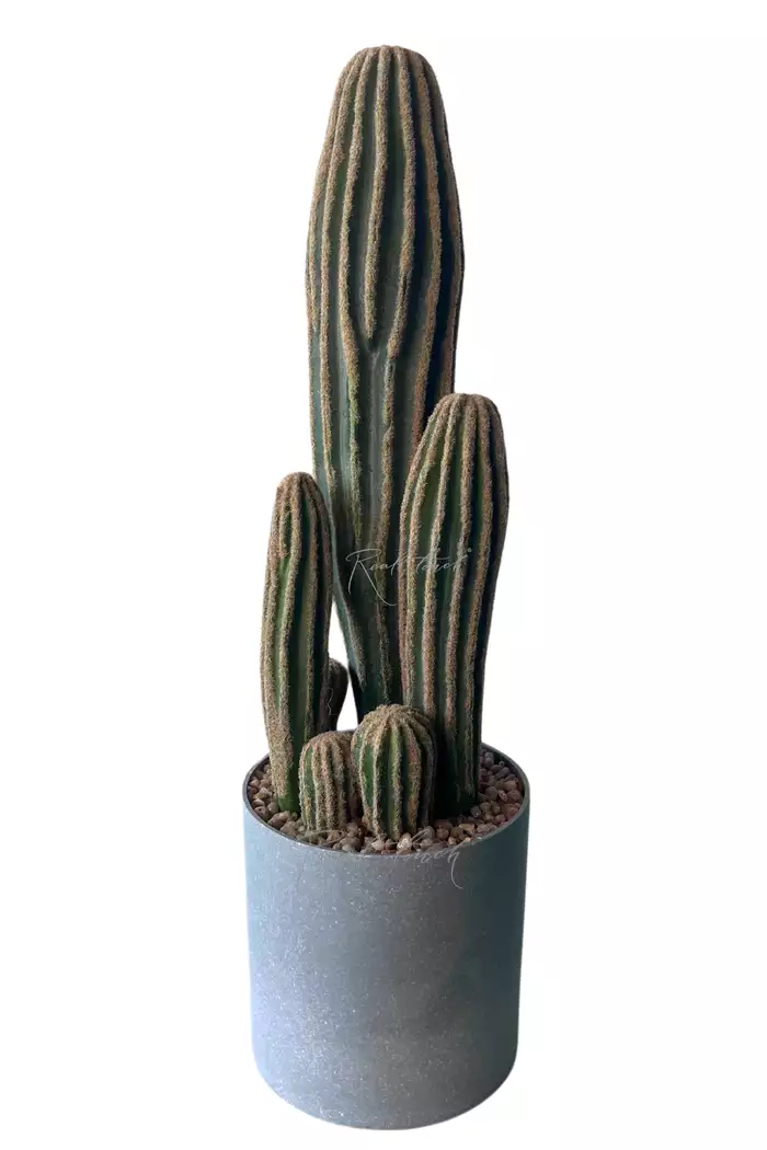 Кактус Сан Педро малый (cерое кашпо) - Зеленый