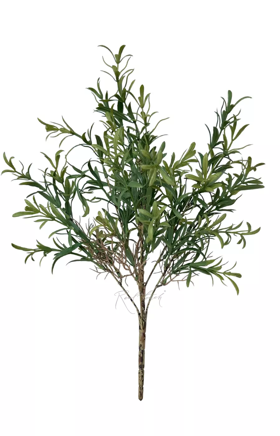 Розмарин средний - Темно-зеленый