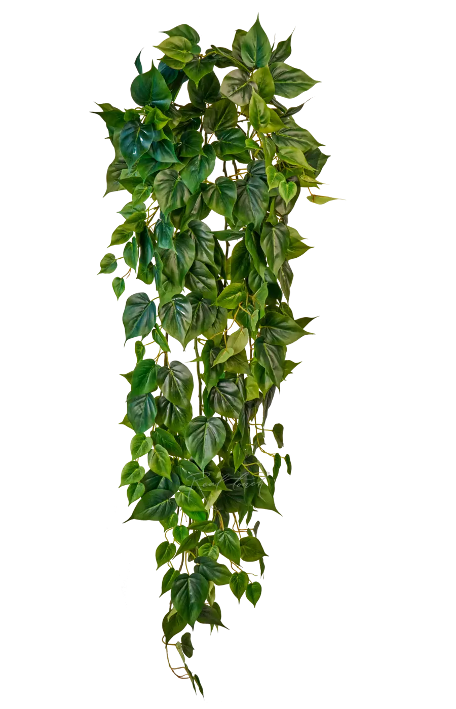 Филодендрон плющевидный большой - Зеленый