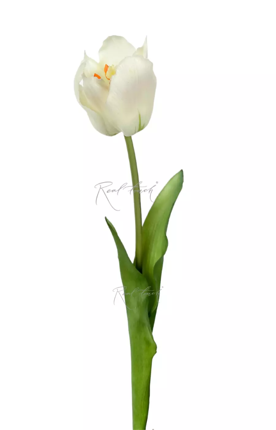 Тюльпан лилиецветный большой - Белый