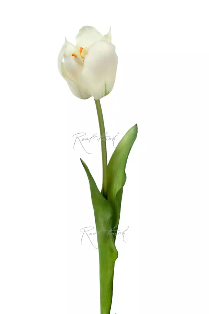 Тюльпан лилиецветный большой - Белый Тюльпан лилиецветный большой - Белый