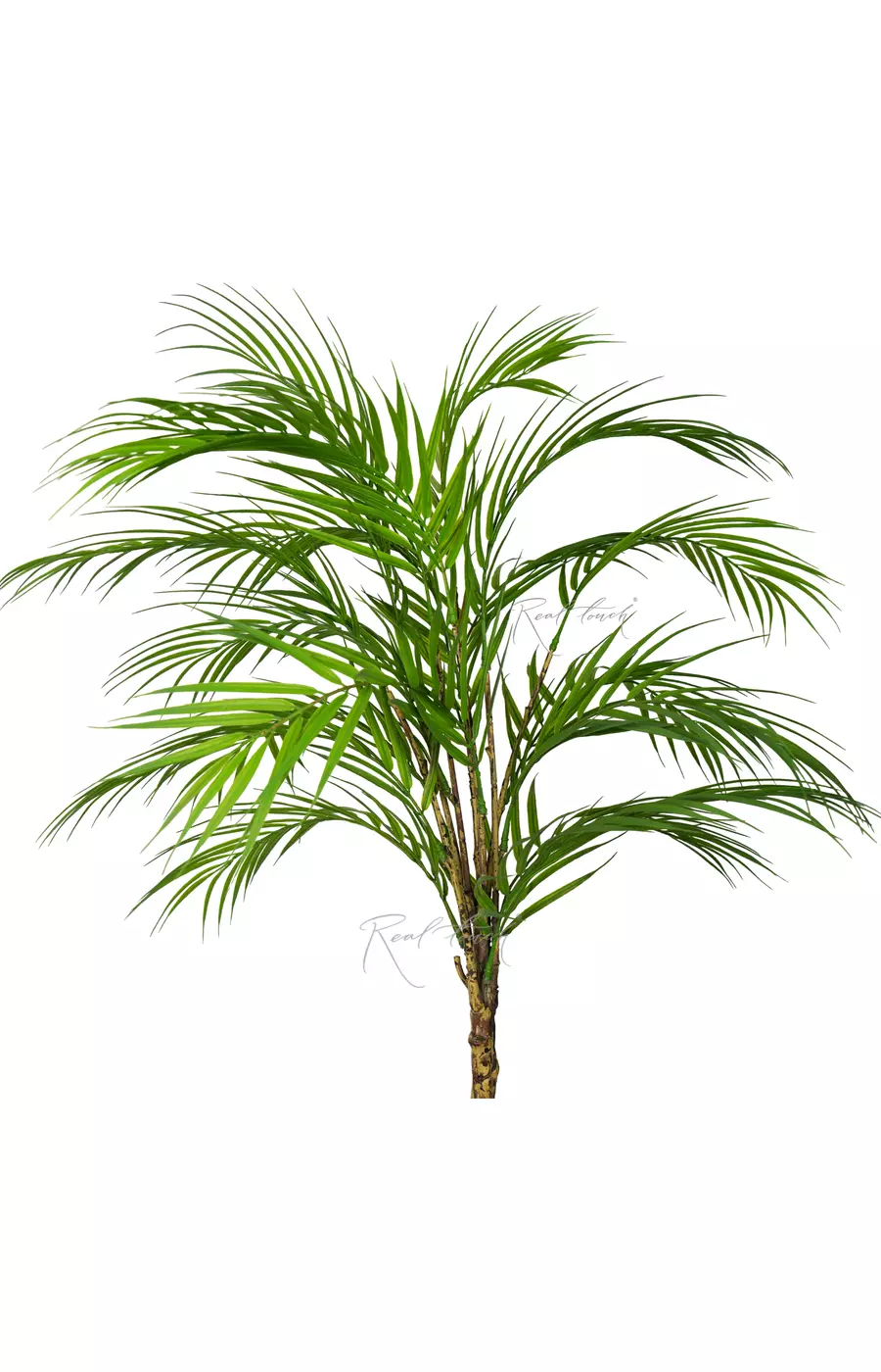 Пальма Арека в пучке средняя - Зеленый