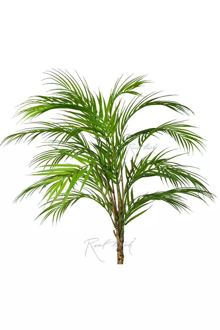 Пальма Арека в пучке средняя - Зеленый Пальма Арека в пучке средняя - Зеленый