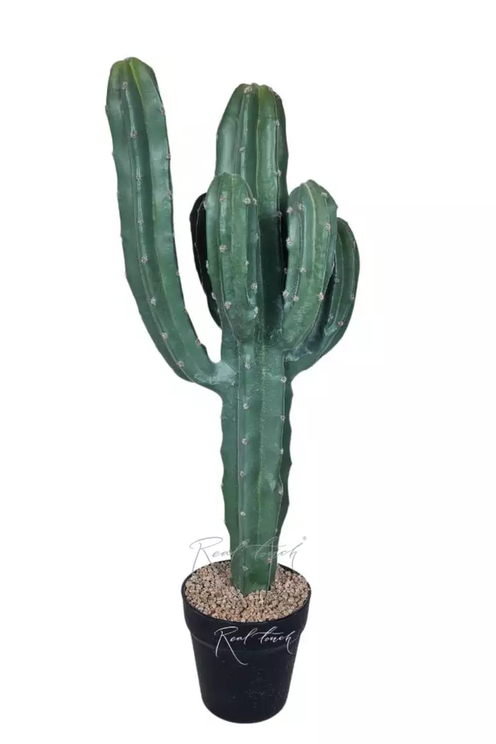 Кактус Цереус Мексиканский 64см (вид 2) - Зеленый