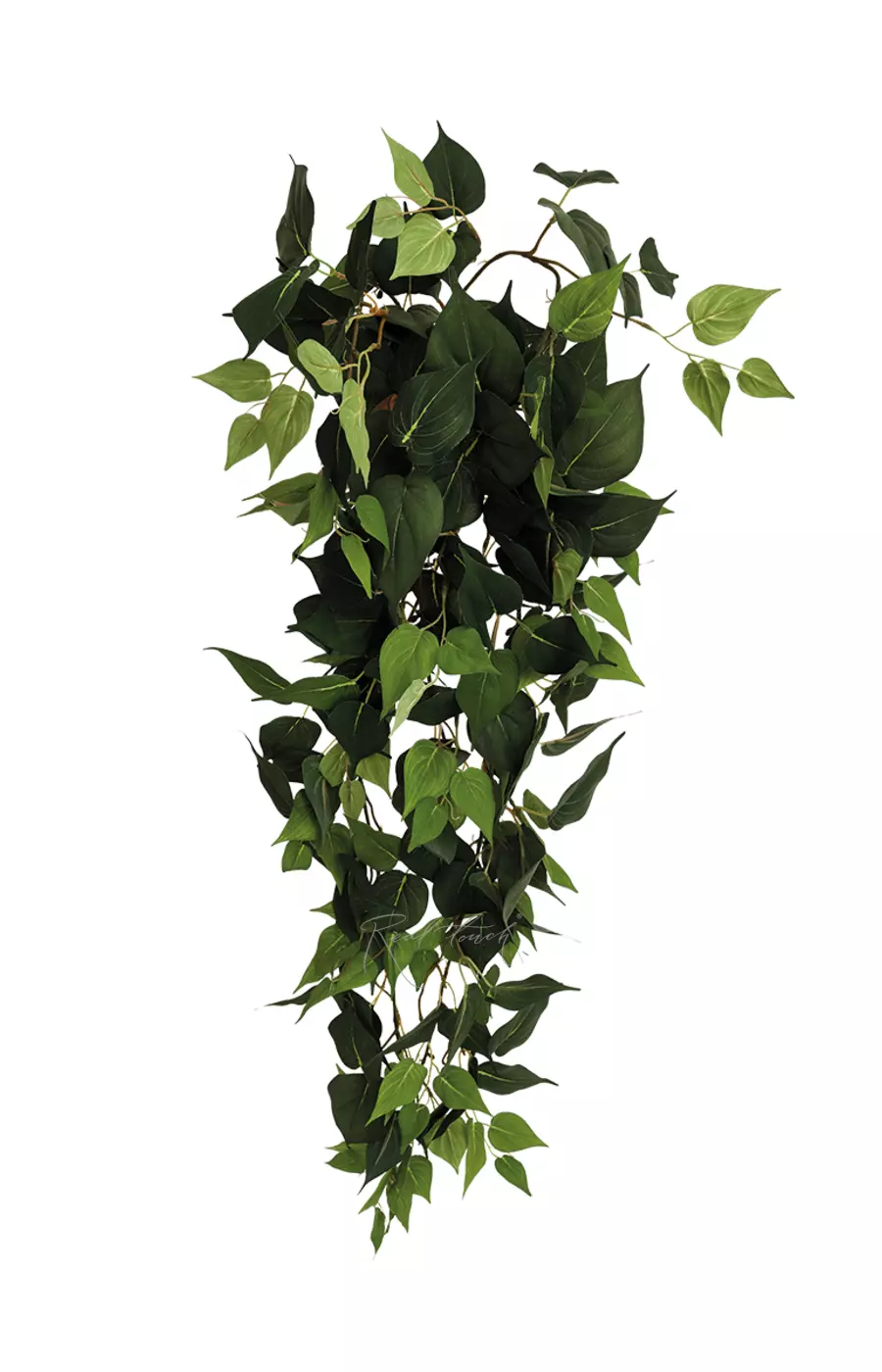 Лиана кустовая - Зеленый