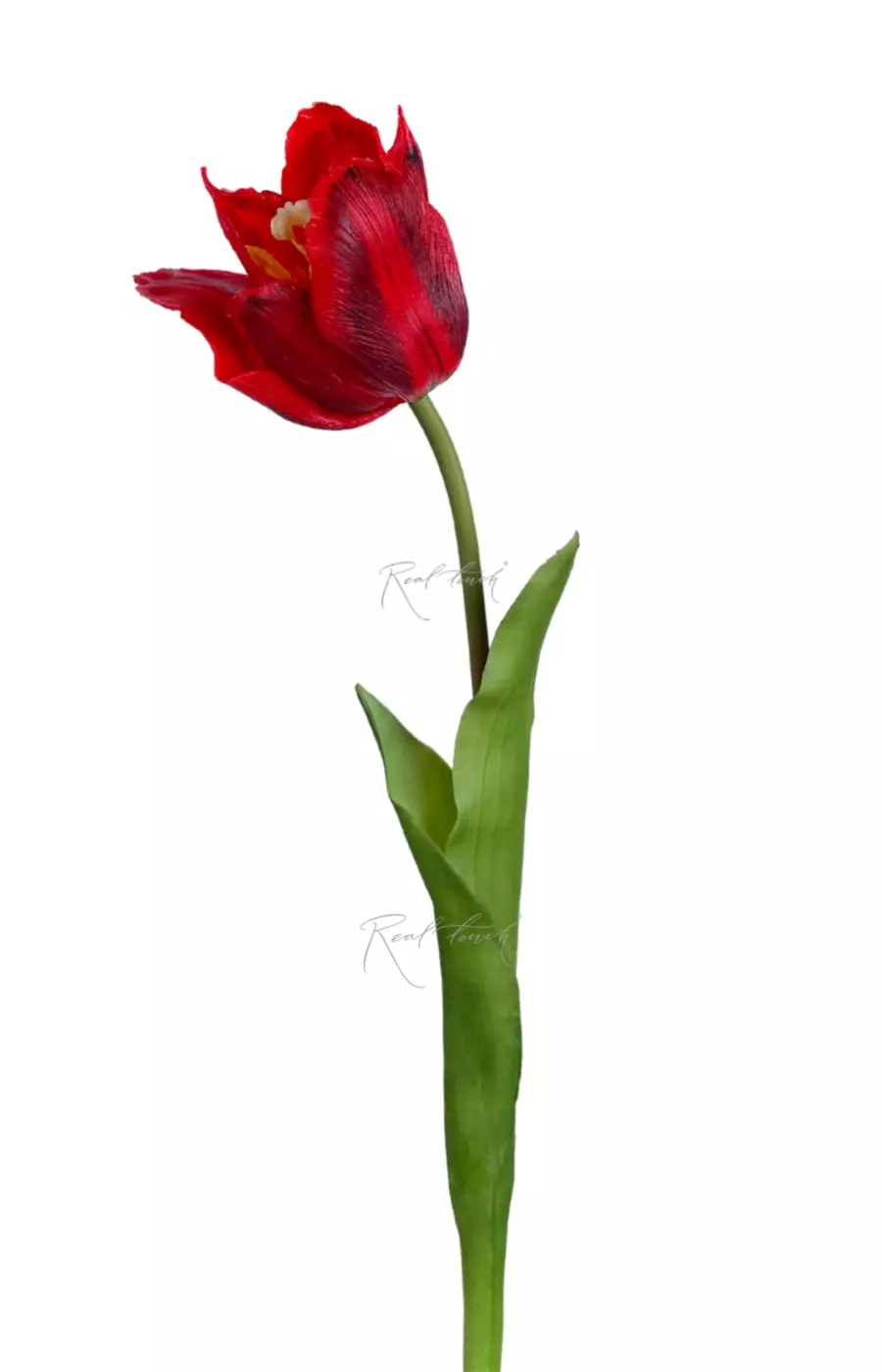 Тюльпан лилиецветный большой - Красный