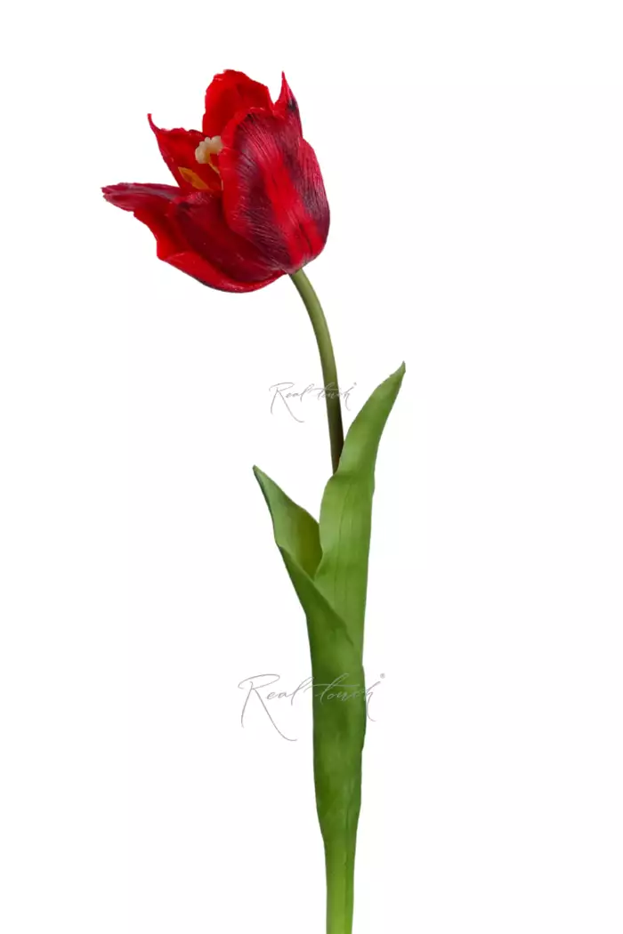 Тюльпан лилиецветный большой - Красный