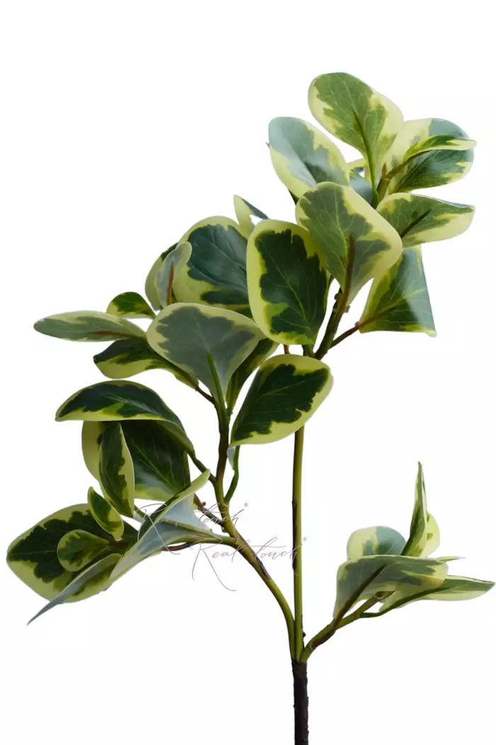 Пеперомия магнолиелистная (ветка) - Желто-зеленый Пеперомия магнолиелистная (ветка) - Желто-зеленый