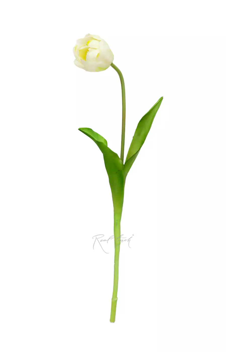 Пионовидный тюльпан - Белый