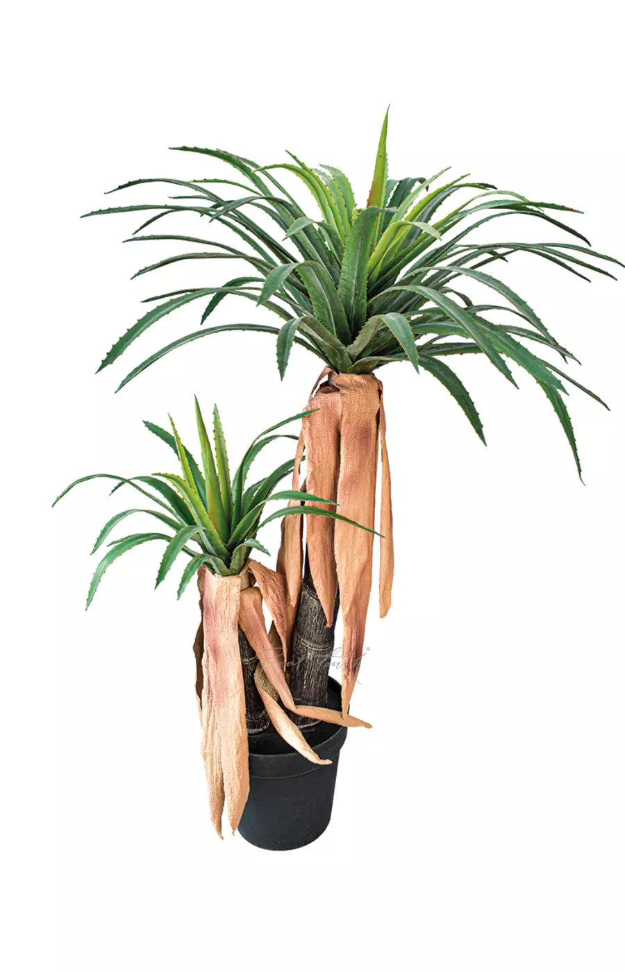 Юкка Карнеросана 120см в кашпо - Зеленый