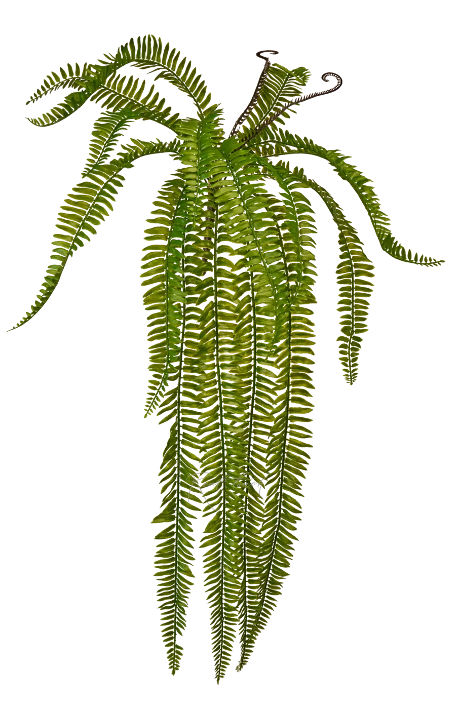 Нефролепис удлиненный - Зеленый Нефролепис удлиненный - Зеленый