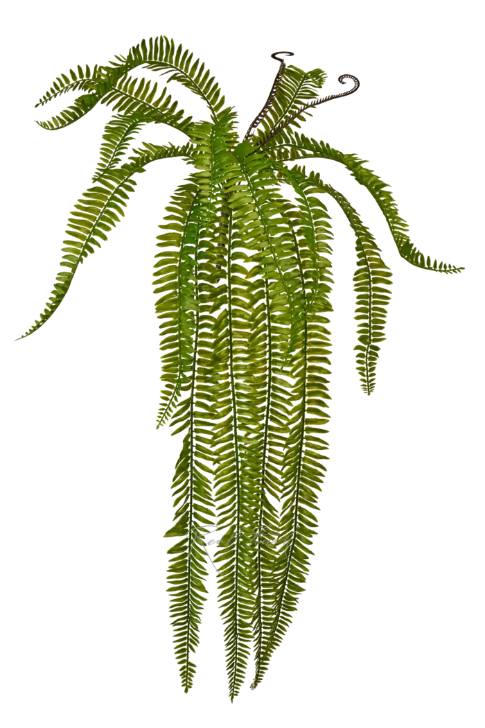 Нефролепис удлиненный - Зеленый