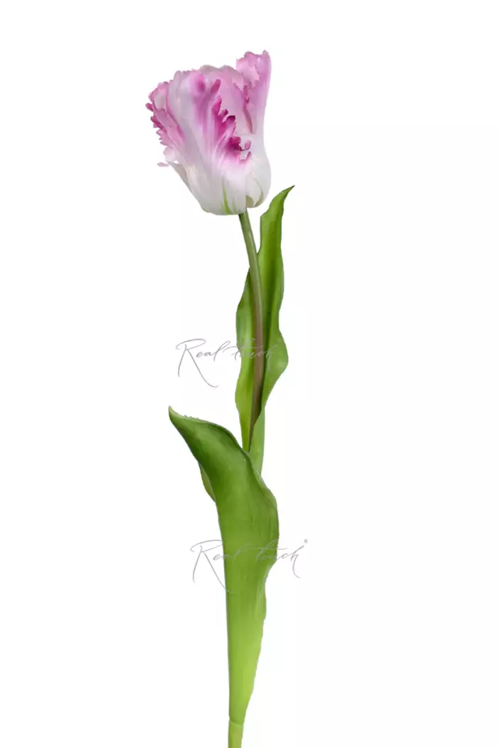 Тюльпан Попугайный  - Бело-розовый