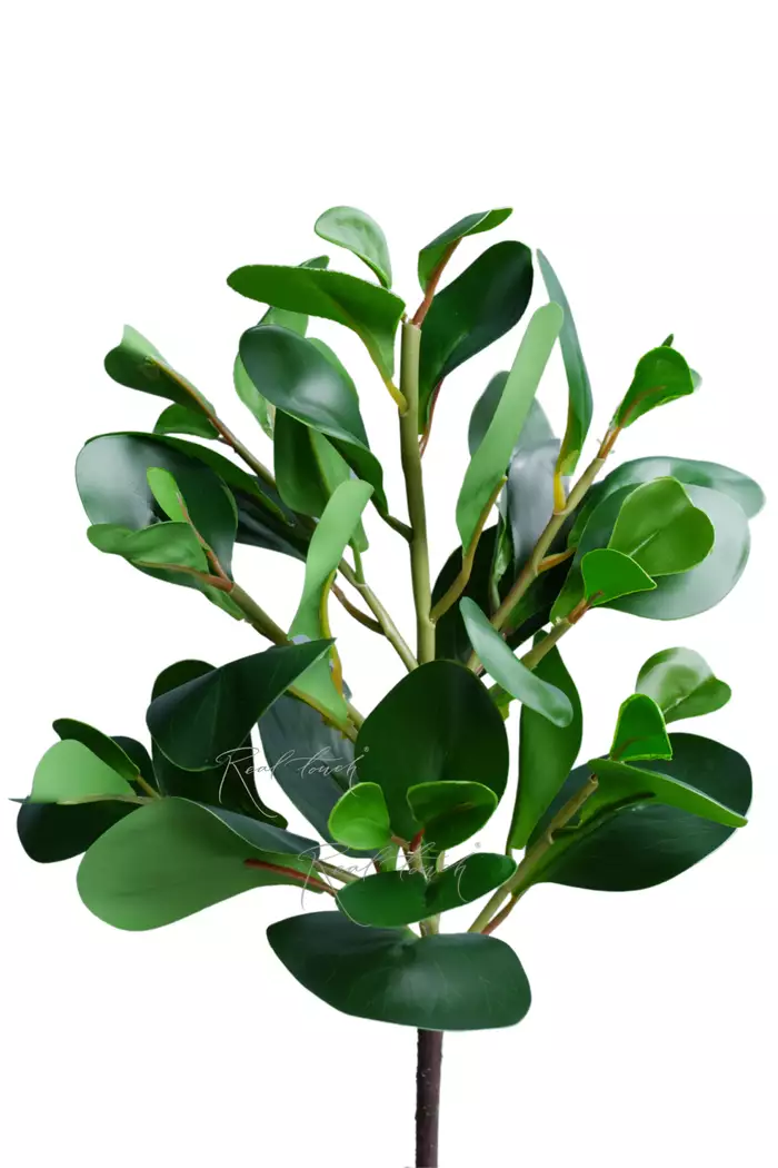 Пеперомия магнолиелистная (куст) - Зеленый Пеперомия магнолиелистная (куст) - Зеленый