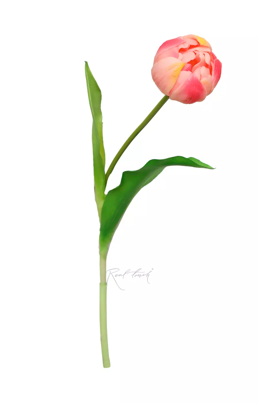 Пионовидный тюльпан - Светло-розовый