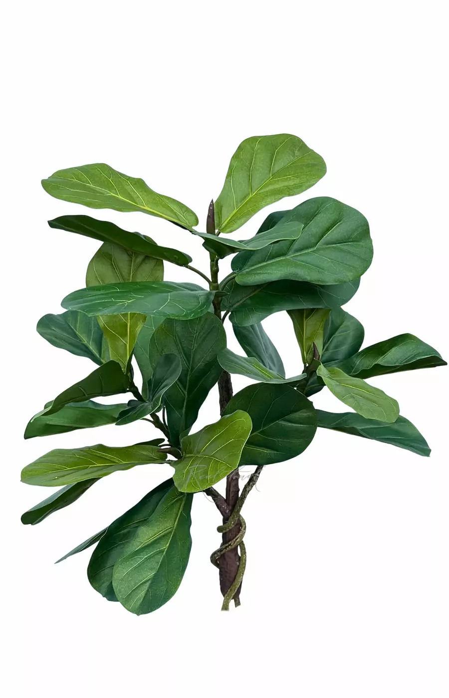 Фикус Лирата без кашпо 70см - Зеленый