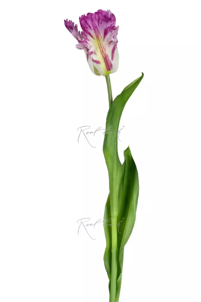 Тюльпан Попугайный - Бело-фиолетовый Тюльпан Попугайный - Бело-фиолетовый