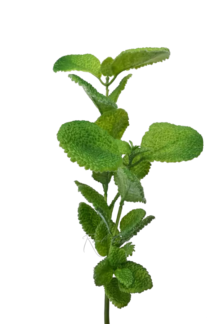 Пилея mollis - Зеленый