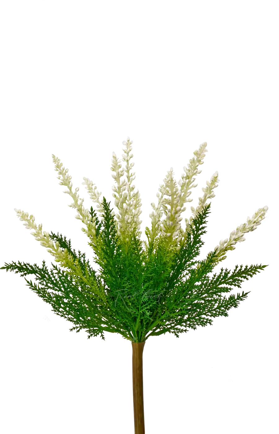 Вереск обыкновенный - Белый Вереск обыкновенный - Белый