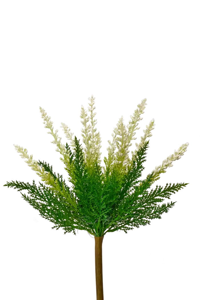 Вереск обыкновенный - Белый