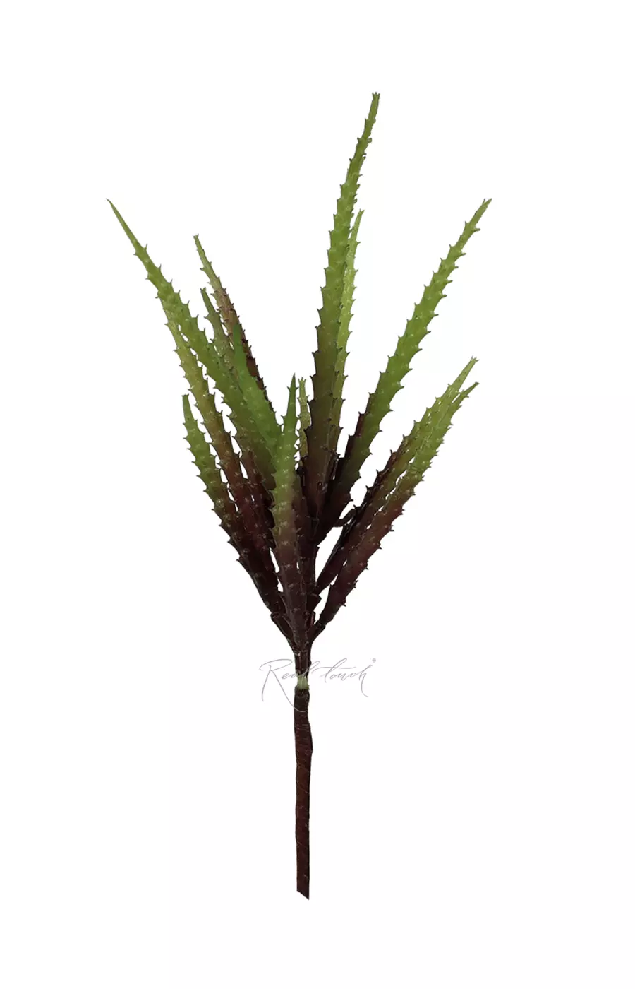 Суккулент зубчатый - Коричневый