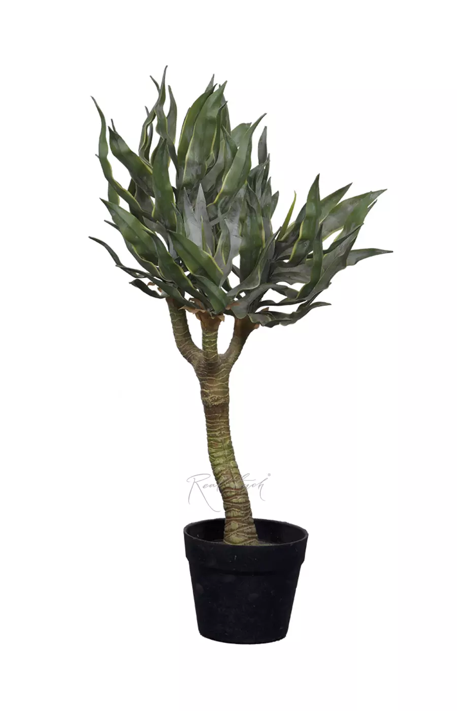 Юкка Слоновая 72см в кашпо - Зеленый
