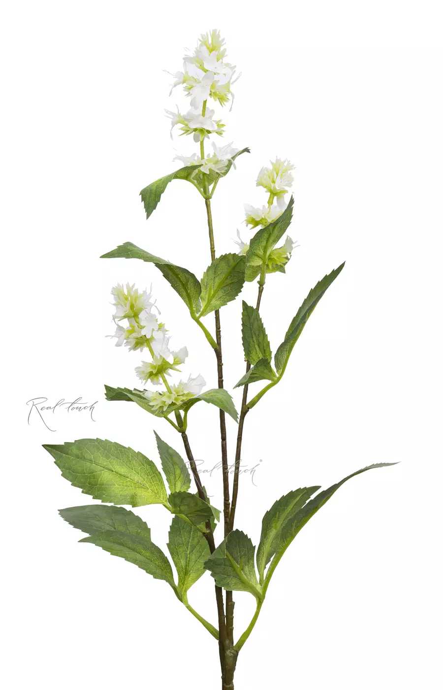 Веточка цветущей мелиссы - Белый