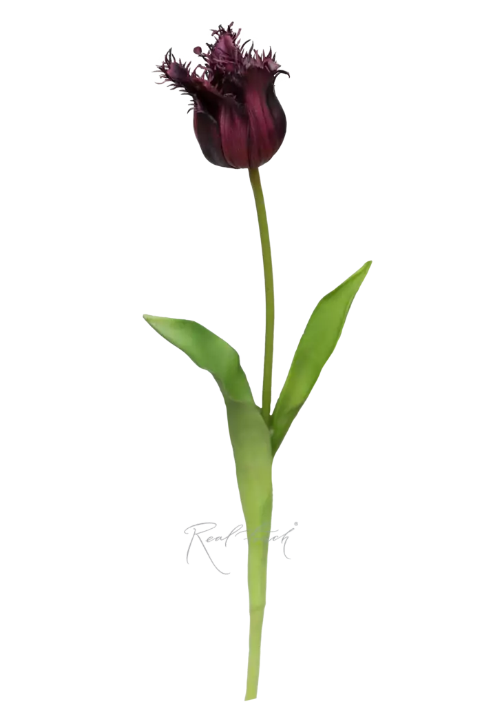 Тюльпан Лабрадор - Фиолетовый