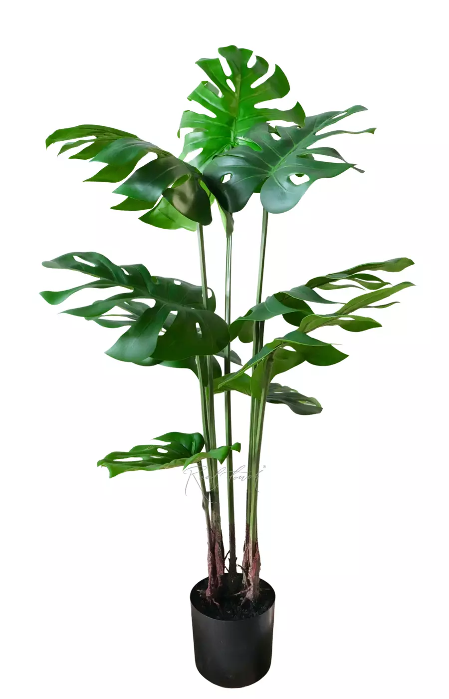 Куст Монстеры 120 см в кашпо - Зеленый