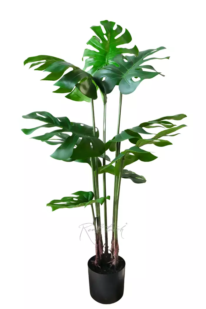 Куст Монстеры 120 см в кашпо - Зеленый