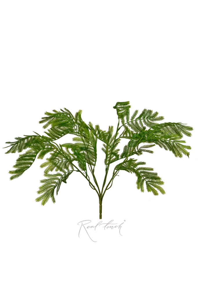 Альбиция ленкоранская - Зеленый