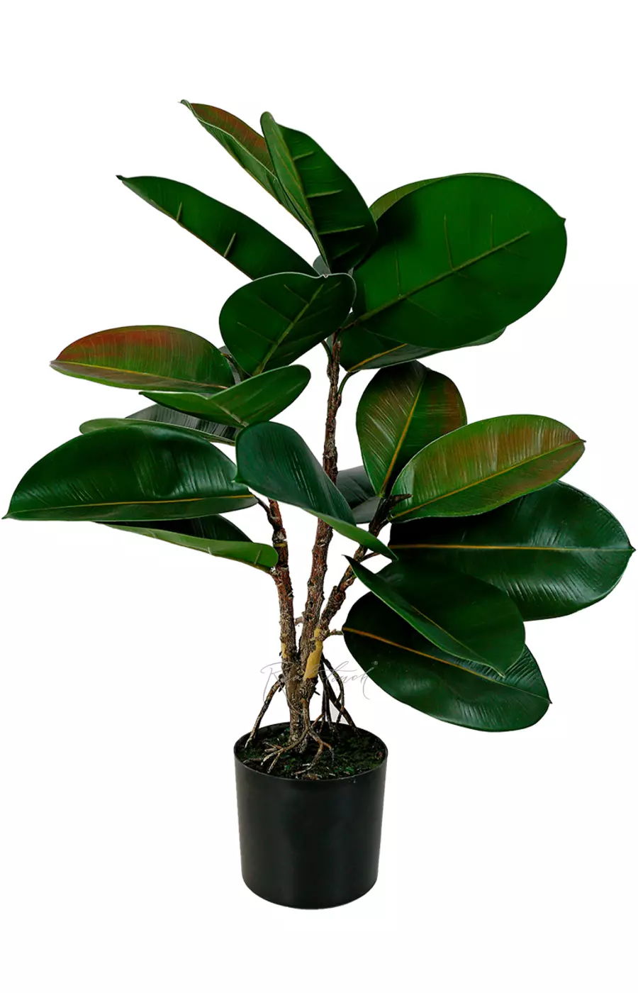 Фикус Эластика Робуста 60см - Зеленый