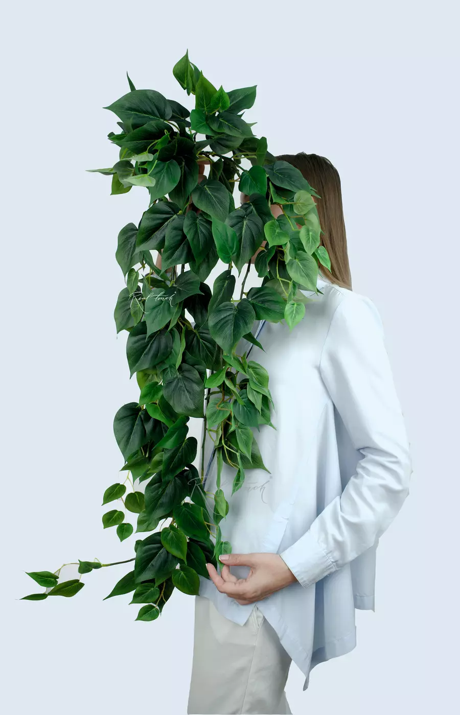 Филодендрон плющевидный средний - Зеленый