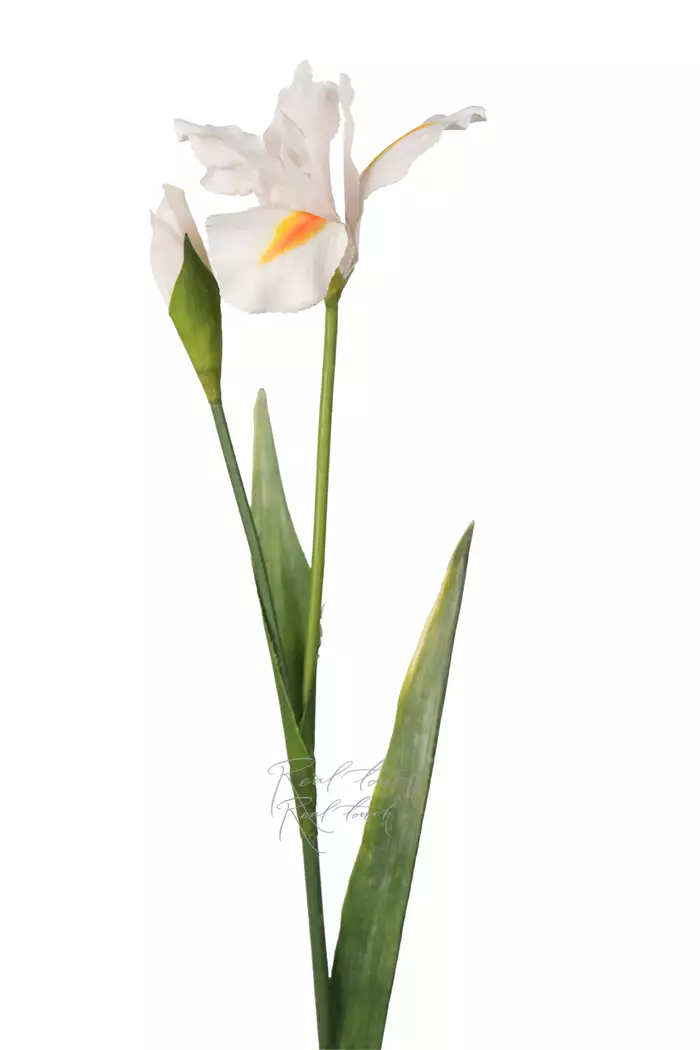 Ирис 77 см - Белый