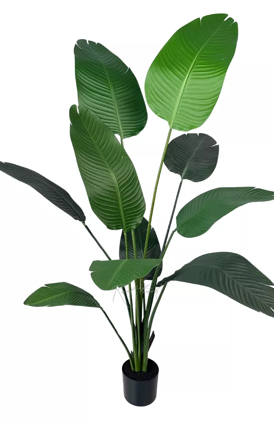 Стрелиция Николая 160 см (10 листьев) - Зеленый