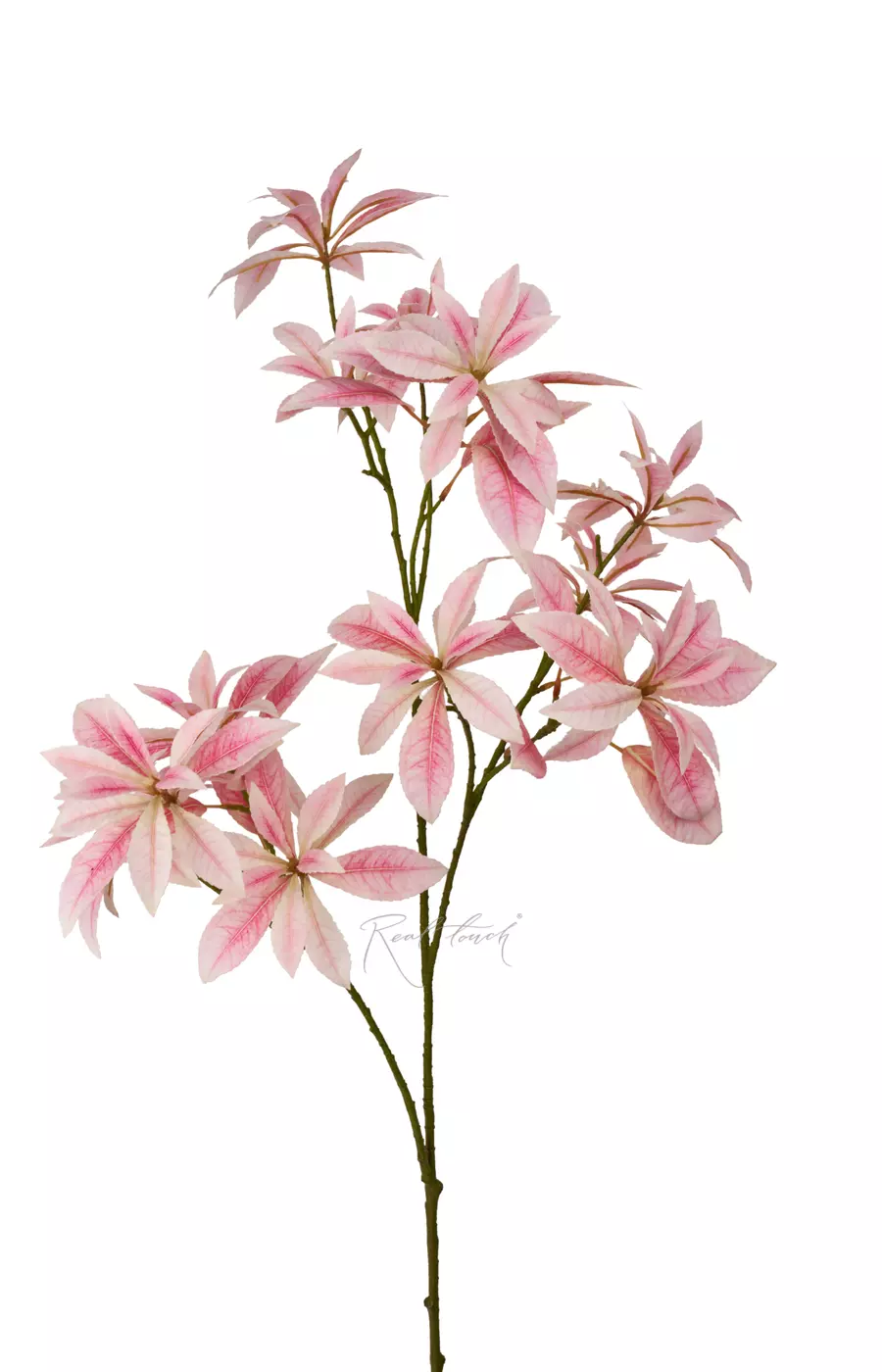 Пиерис - Бело-розовый Пиерис - Бело-розовый