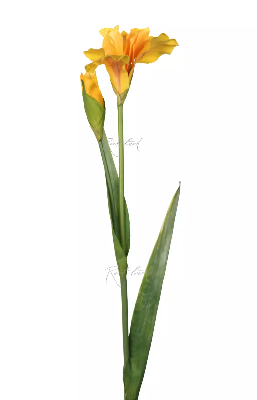 Ирис 77 см - Желтый