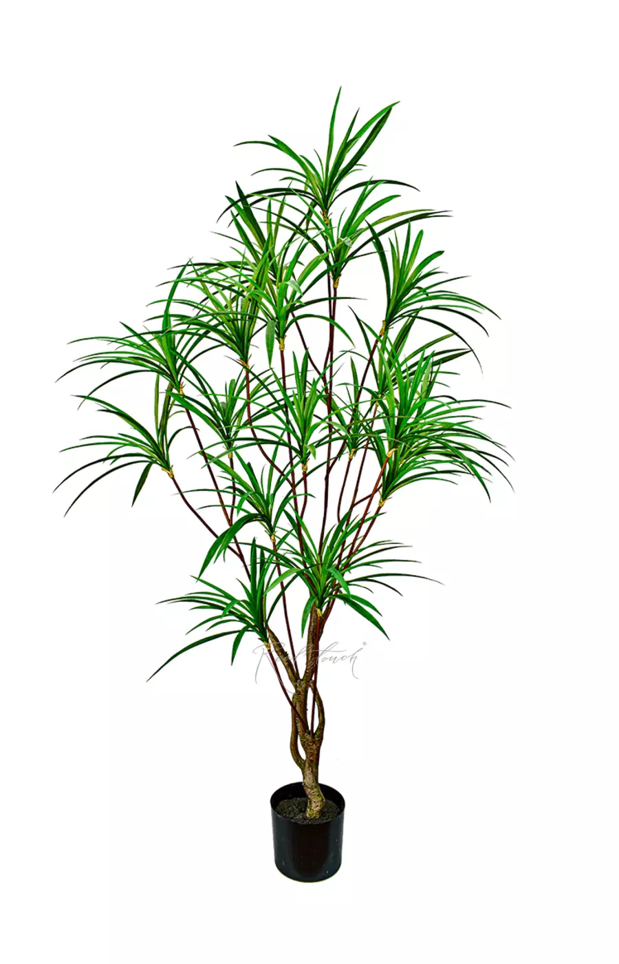 Драцена Анита 190см - Зеленый