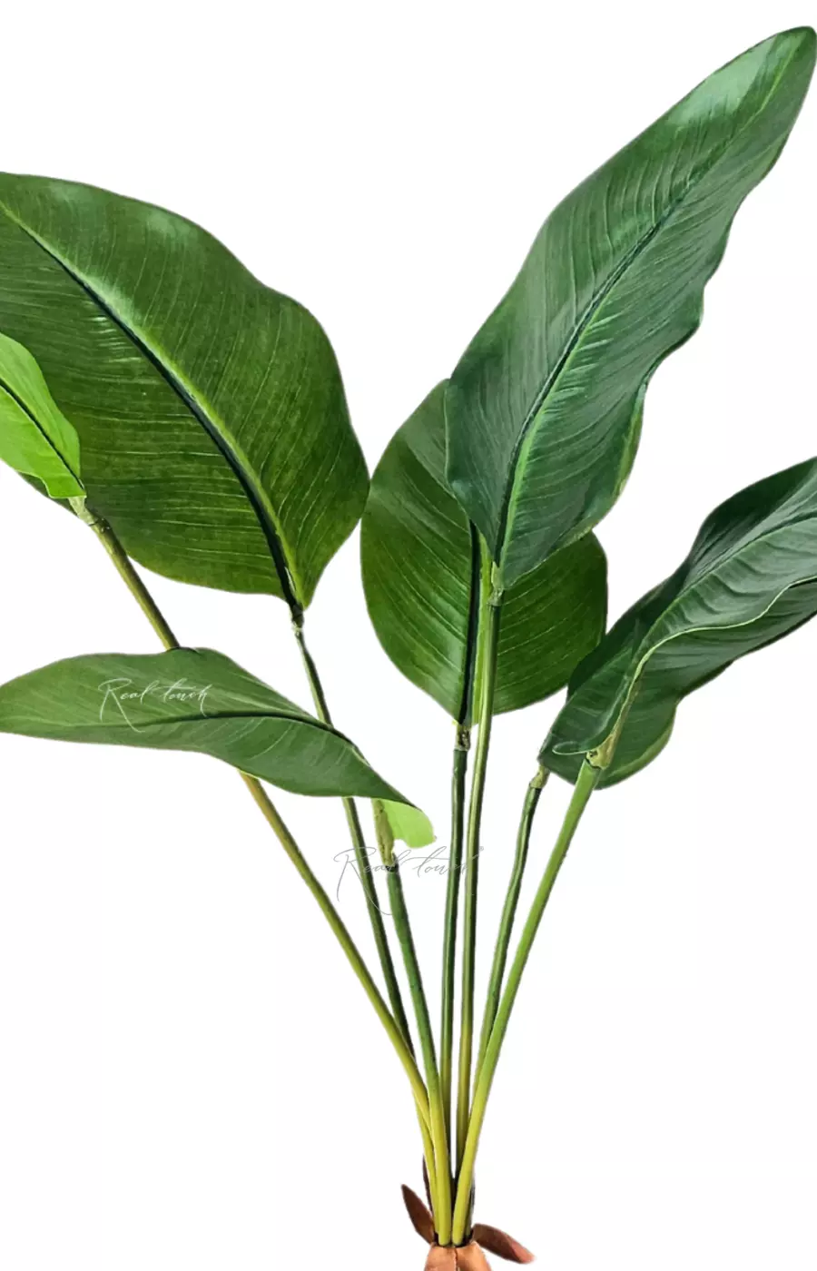 Куст стрелиции 7 листьев - Зеленый