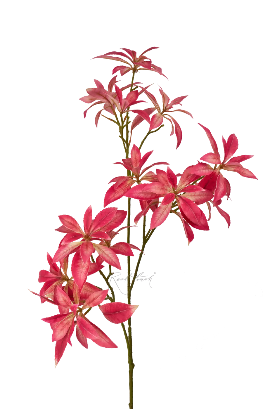 Пиерис - Ярко-розовый Пиерис - Ярко-розовый