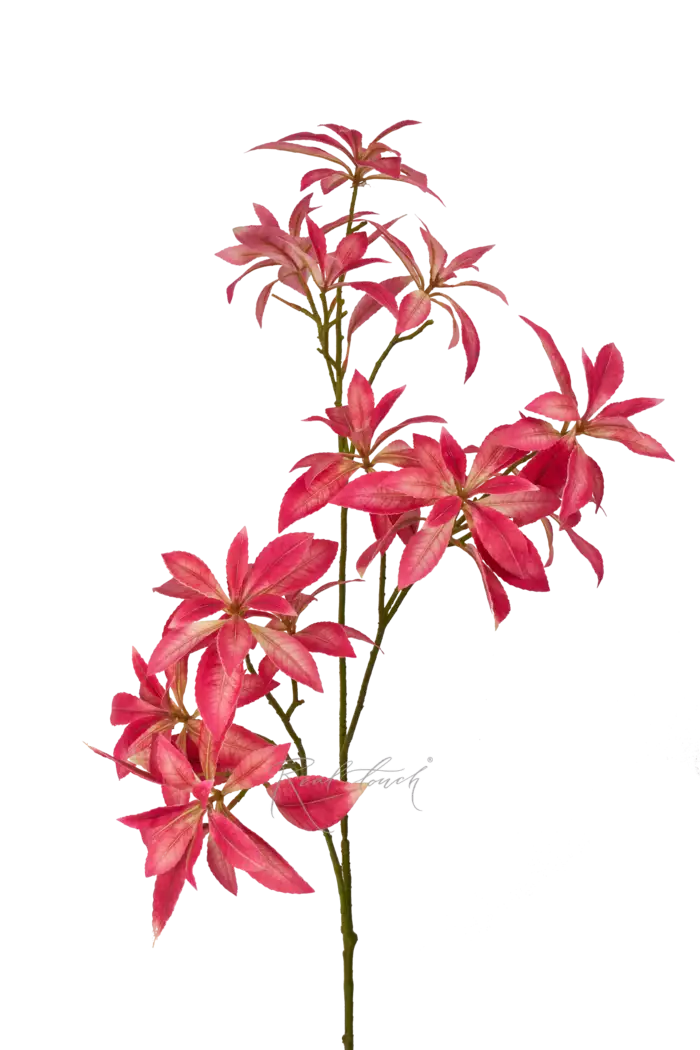 Пиерис - Ярко-розовый