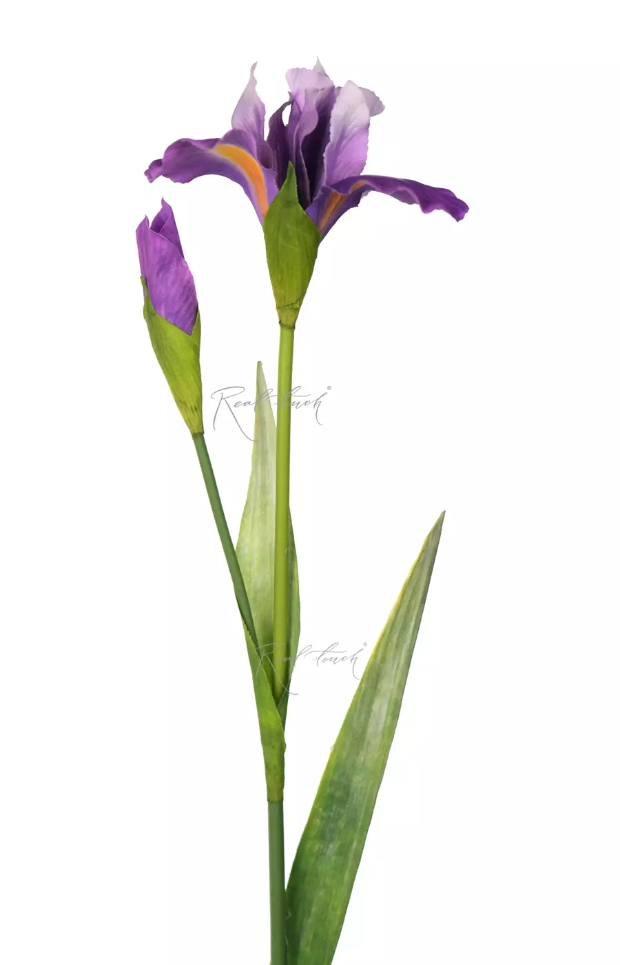 Ирис 77 см - Фиолетовый