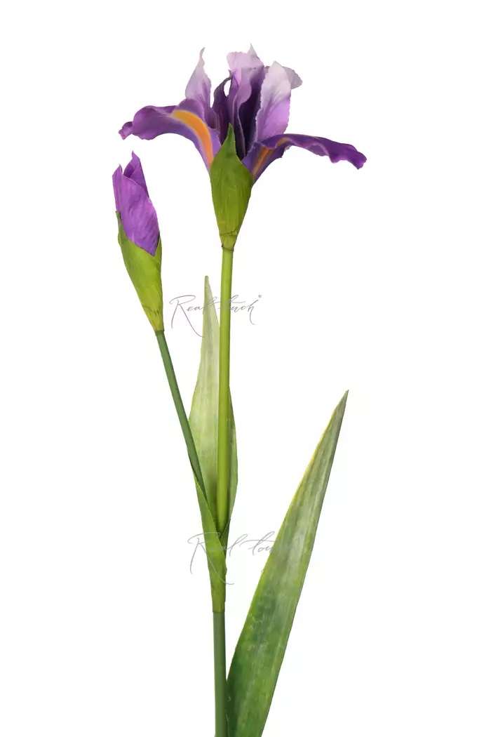 Ирис 77 см - Фиолетовый Ирис 77 см - Фиолетовый