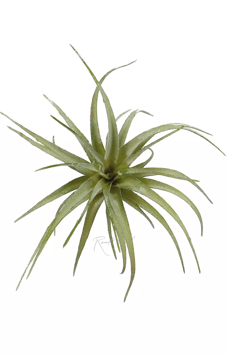 Тилландсия капитата пич - Пыльно-зеленый