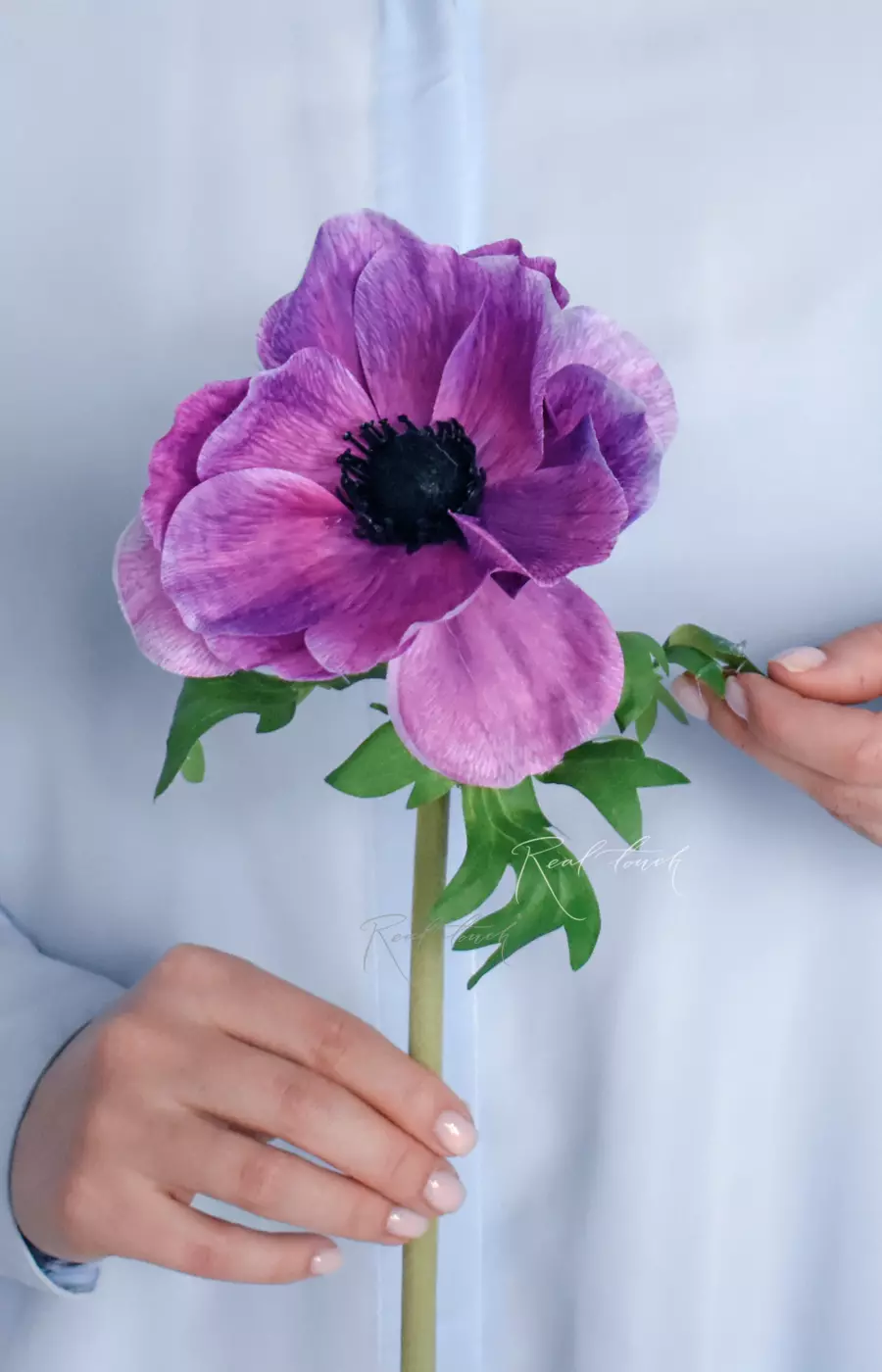 Анемона de Caen - Светло-фиолетовый