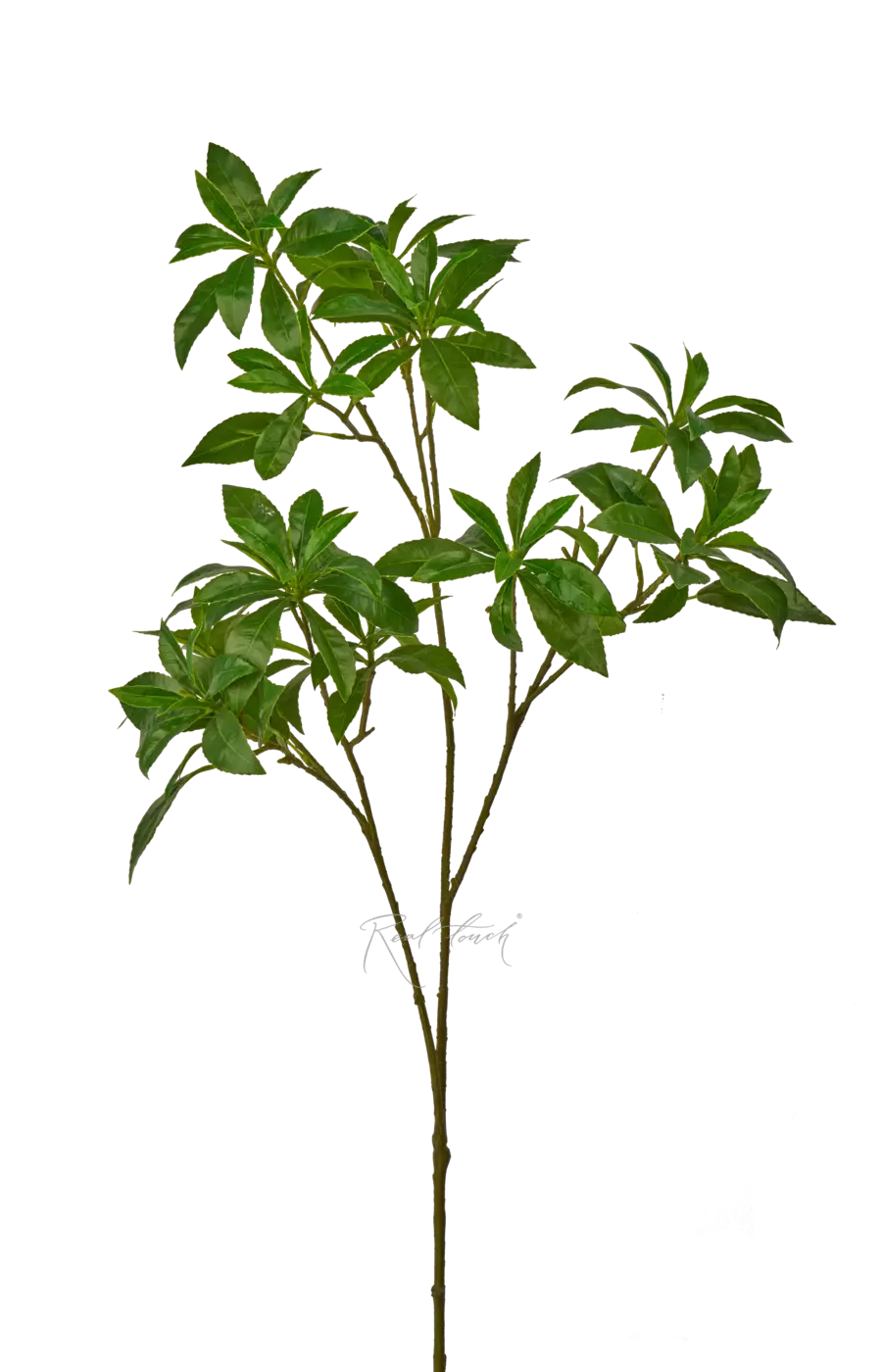 Пиерис - Зеленый Пиерис - Зеленый