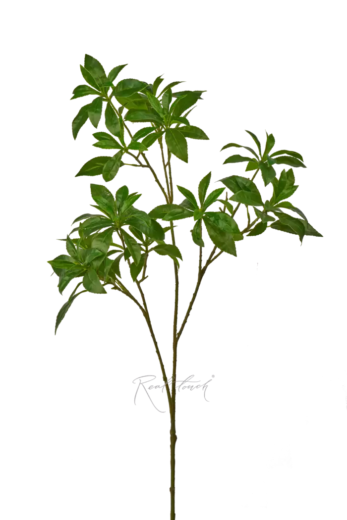 Пиерис - Зеленый