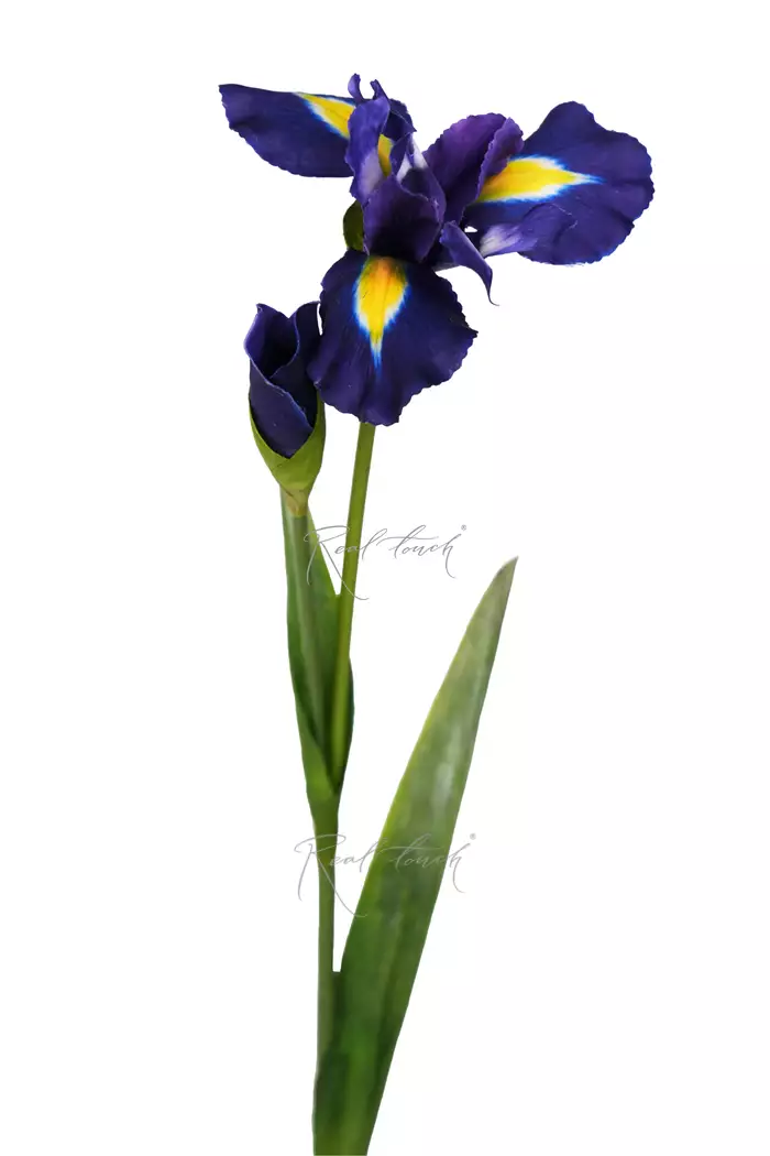 Ирис 77 см - Темно-синий