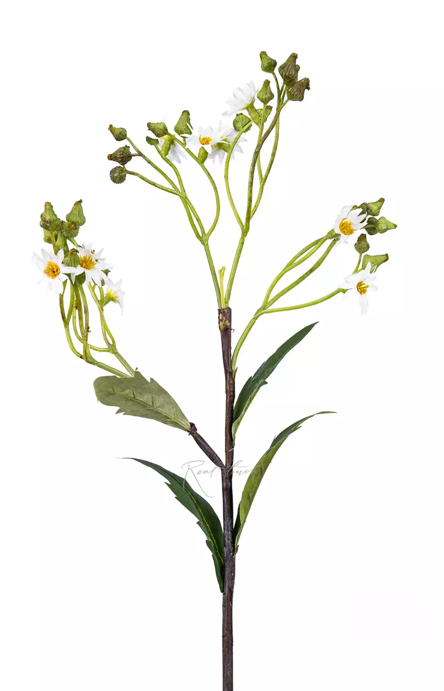 Крестовник весенний - Белый