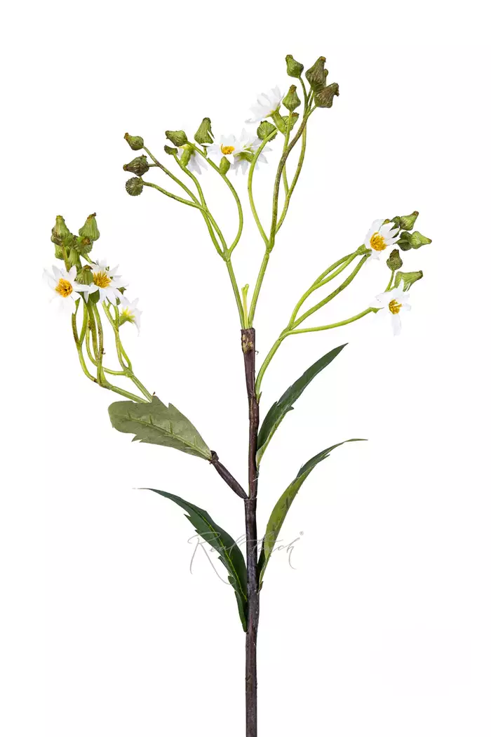 Крестовник весенний - Белый